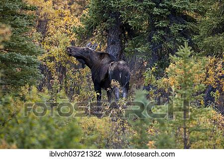 Stock Image - "Moose (Alces alces), Denali National Park, Alaska, United States, North America". Fotosearch