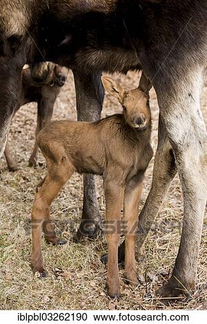 "Moose calf standing between mother's legs (Alces americanus), Anchorage, Alaska, United States, North America" View Large Photo Image Stock Image - "Moose calf standing between mother's legs (Alces americanus), Anchorage, Alaska, United States, North America". Fotosearch