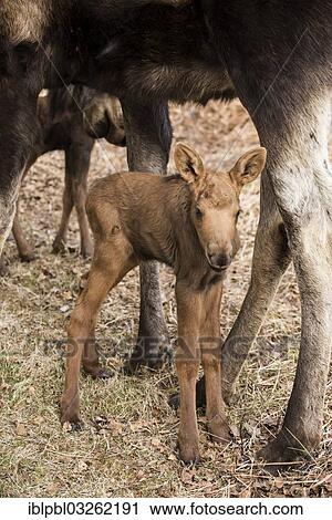 "Moose calf standing between mother's legs (Alces americanus), Anchorage, Alaska, United States, North America" View Large Photo Image Stock Image - "Moose calf standing between mother's legs (Alces americanus), Anchorage, Alaska, United States, North America". Fotosearch