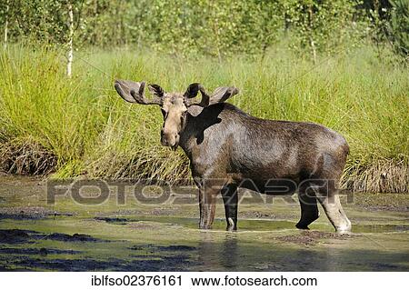 "Moose or Eurasian Elk (Alces alces), bull in velvet, standing in water, captive, Germany, Europe, PublicGround, Europe" View Large Photo Image Stock Image - "Moose or Eurasian Elk (Alces alces), bull in velvet, standing in water, captive, Germany, Europe, PublicGround, Europe". Fotosearch
