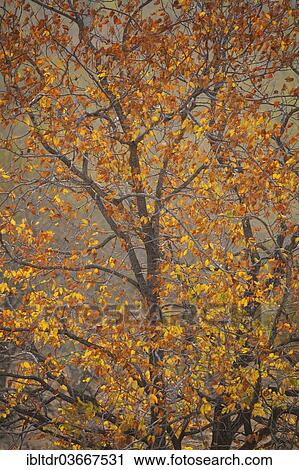 Stock Image - "Mopane (Colophospermum mopane) with autumn colouring, Kruger National Park, South Africa, Africa". Fotosearch