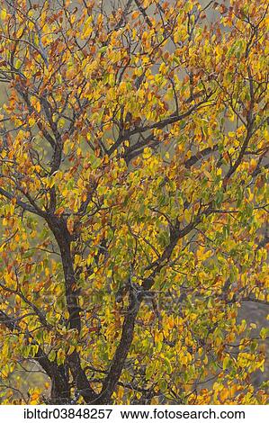 "Mopane tree (Colophospermum mopane) in autumn colours, Kruger National Park, South Africa, Africa" View Large Photo Image Stock Photo - "Mopane tree (Colophospermum mopane) in autumn colours, Kruger National Park, South Africa, Africa". Fotosearch