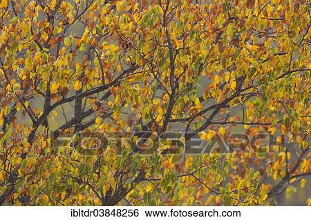 "Mopane tree (Colophospermum mopane) in autumn colours, Kruger National Park, South Africa, Africa" View Large Photo Image Stock Photograph - "Mopane tree (Colophospermum mopane) in autumn colours, Kruger National Park, South Africa, Africa". Fotosearch