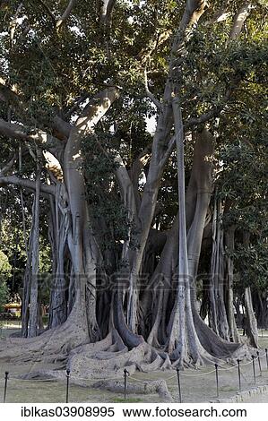 Stock Photography - "Moreton Bay Fig (Ficus macrophylla) with aerial roots, Giardino Garibaldi, Palermo, Province of Palermo, Sicily, Italy, Europe". Fotosearch