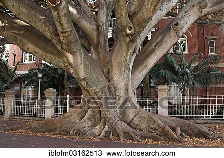 "Moreton Bay Fig tree (Ficus macrophylla) on Murray Street, Perth, Western Australia, Australia, Oceania" View Large Photo Image Stock Image - "Moreton Bay Fig tree (Ficus macrophylla) on Murray Street, Perth, Western Australia, Australia, Oceania". Fotosearch