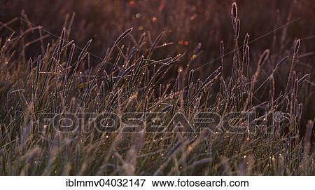 Stock Photo - "Morning dew in back light on a meadow, Middle Elbe Biosphere Reserve, Dessau-Rosslau, Saxony-Anhalt, Germany, Europe". Fotosearch
