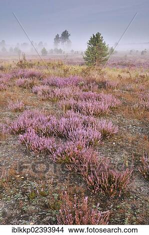 "Morning fog on the heath area on a former military training area, Lower Lusatian Heath Nature Park, Brandenburg, Germany, Europe" View Large Photo Image Picture - "Morning fog on the heath area on a former military training area, Lower Lusatian Heath Nature Park, Brandenburg, Germany, Europe". Fotosearch