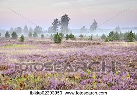 "Morning fog on the heath area on a former military training area, Lower Lusatian Heath Nature Park, Brandenburg, Germany, Europe" View Large Photo Image Stock Image - "Morning fog on the heath area on a former military training area, Lower Lusatian Heath Nature Park, Brandenburg, Germany, Europe". Fotosearch