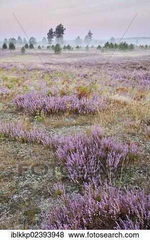 "Morning fog on the heath area on a former military training area, Lower Lusatian Heath Nature Park, Brandenburg, Germany, Europe" View Large Photo Image Stock Photo - "Morning fog on the heath area on a former military training area, Lower Lusatian Heath Nature Park, Brandenburg, Germany, Europe". Fotosearch