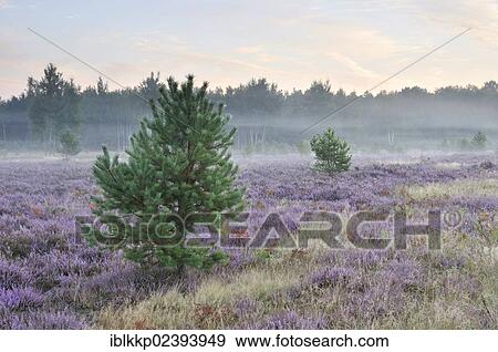 "Morning fog on the heath area on a former military training area, Lower Lusatian Heath Nature Park, Brandenburg, Germany, Europe" View Large Photo Image Stock Photo - "Morning fog on the heath area on a former military training area, Lower Lusatian Heath Nature Park, Brandenburg, Germany, Europe". Fotosearch