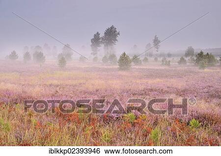 "Morning fog on the heath area on a former military training area, Lower Lusatian Heath Nature Park, Brandenburg, Germany, Europe" View Large Photo Image Stock Photograph - "Morning fog on the heath area on a former military training area, Lower Lusatian Heath Nature Park, Brandenburg, Germany, Europe". Fotosearch