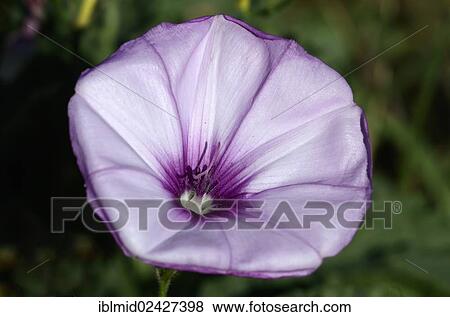 "Morning Glory (Ipomoea palmata), Moriani, Corsica, France, Europe" View Large Photo Image Stock Photo - "Morning Glory (Ipomoea palmata), Moriani, Corsica, France, Europe". Fotosearch