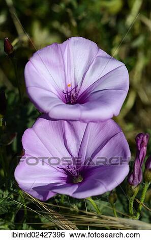 "Morning Glory (Ipomoea palmata), Moriani, Corsica, France, Europe" View Large Photo Image Stock Photograph - "Morning Glory (Ipomoea palmata), Moriani, Corsica, France, Europe". Fotosearch