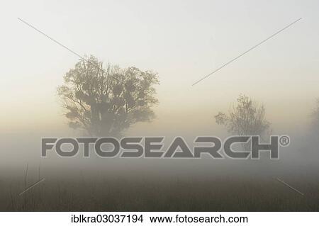"Morning mist over the Danube floodplains, Muhlleiten, Lower Austria, Austria, Europe" View Large Photo Image Picture - "Morning mist over the Danube floodplains, Muhlleiten, Lower Austria, Austria, Europe". Fotosearch