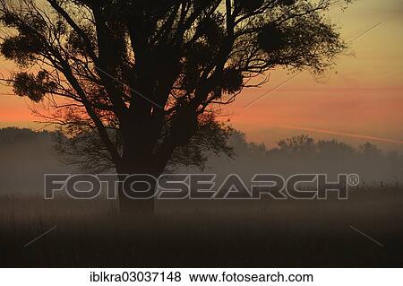 "Morning mist over the Danube floodplains, Muhlleiten, Lower Austria, Austria, Europe" View Large Photo Image Stock Photo - "Morning mist over the Danube floodplains, Muhlleiten, Lower Austria, Austria, Europe". Fotosearch