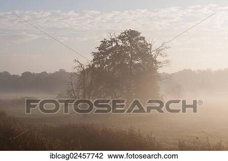 "Morning mist over the fields, autumn mood in Moenchbruch Nature Reserve, Hesse, Germany, Europe" View Large Photo Image Stock Image - "Morning mist over the fields, autumn mood in Moenchbruch Nature Reserve, Hesse, Germany, Europe". Fotosearch
