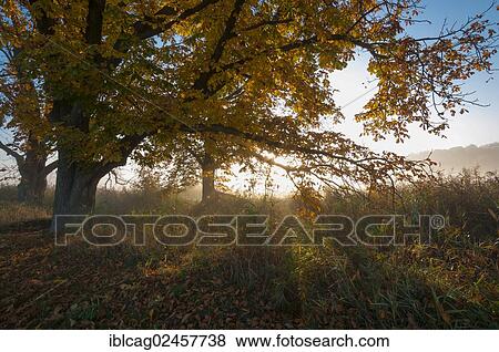 "Morning mist over the fields, autumn mood in Moenchbruch Nature Reserve, Hesse, Germany, Europe" View Large Photo Image Stock Photo - "Morning mist over the fields, autumn mood in Moenchbruch Nature Reserve, Hesse, Germany, Europe". Fotosearch
