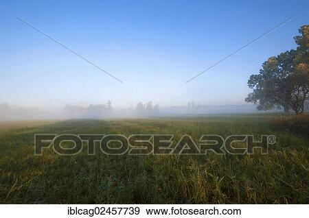 Stock Photo - "Morning mist over the fields, autumn mood in Moenchbruch Nature Reserve, Hesse, Germany, Europe". Fotosearch
