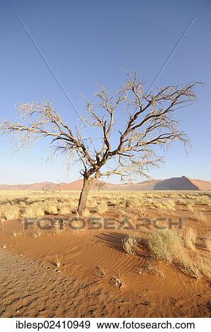 Stock Photo - "Morning mood, camel Camel Thorn, Giraffe Thorn (Acacia erioloba), near Dune 45, dune landscape, Tsauchab Valley, Sossusvlei, Namib Desert, Namib Naukluft Park, Namibia, Africa". Fotosearch