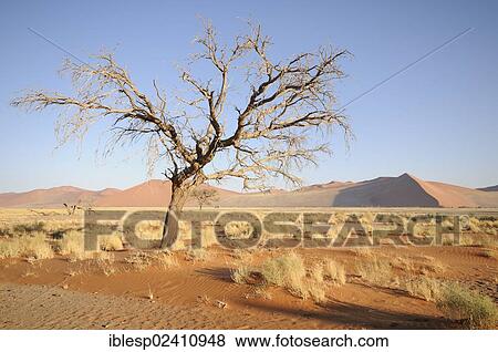 Stock Photo - "Morning mood, Camel Thorn or Giraffe Thorn (Acacia erioloba) near Dune 45 over the dune landscape, Tsauchab Valley, Sossusvlei, Namib Desert, Namib Naukluft Park, Namibia, Africa". Fotosearch