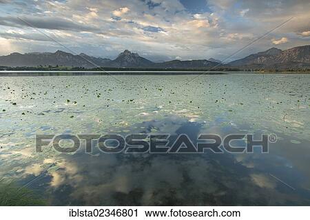 Stock Image - "Morning mood on Lake Hopfensee with lily pads in the Allgaeu near Fuessen, Bavaria, Germany, Europe, PublicGround, Europe". Fotosearch