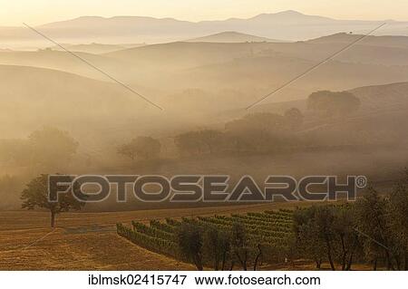 Morning mood, Val d'Orcia, Orcia Valley, UNESCO World Cultural Heritage Site, Tuscany region, province of Siena, Italy, Europe View Large Photo Image Stock Photo - Morning mood, Val d'Orcia, Orcia Valley, UNESCO World Cultural Heritage Site, Tuscany region, province of Siena, Italy, Europe. Fotosearch