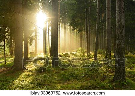 "Morning sun breaking through misty spruce forest, Thuringia, Germany, Europe" View Large Photo Image Stock Image - "Morning sun breaking through misty spruce forest, Thuringia, Germany, Europe". Fotosearch