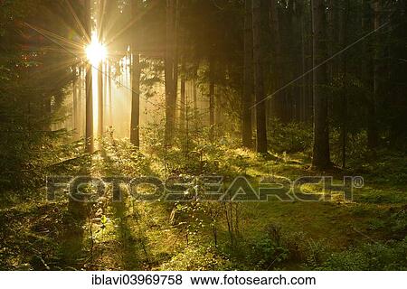 "Morning sun breaking through misty spruce forest, Thuringia, Germany, Europe" View Large Photo Image Stock Photo - "Morning sun breaking through misty spruce forest, Thuringia, Germany, Europe". Fotosearch