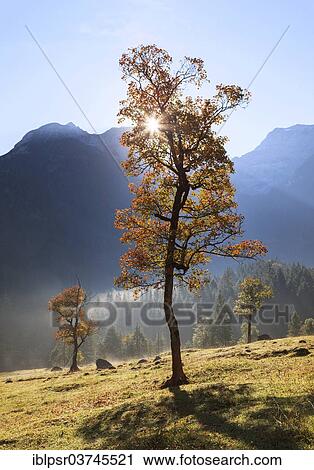 "Morning sun in the Ahornboden mountain pasture, Eng, Hinterriss, Tyrol, Austria, Europe" View Large Photo Image Stock Image - "Morning sun in the Ahornboden mountain pasture, Eng, Hinterriss, Tyrol, Austria, Europe". Fotosearch