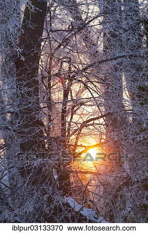 "Morning sun shining through branches covered in hoarfrost, Coswig, Saxony, Germany, Europe" View Large Photo Image Stock Image - "Morning sun shining through branches covered in hoarfrost, Coswig, Saxony, Germany, Europe". Fotosearch