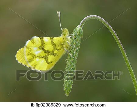 "Moroccan Orange-tip (Anthocharis belia), adult female, roosting on Ribwort Plantain (Plantago lanceolata), flowerhead, Andalucia, Spain, Europe" View Large Photo Image Stock Photo - "Moroccan Orange-tip (Anthocharis belia), adult female, roosting on Ribwort Plantain (Plantago lanceolata), flowerhead, Andalucia, Spain, Europe". Fotosearch