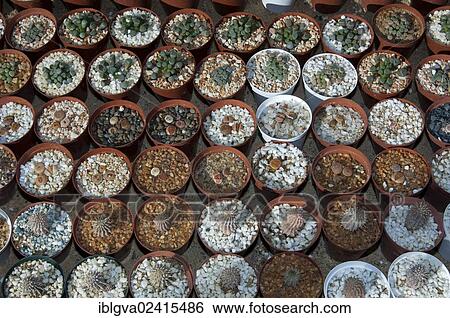 Mosaic of flower pots with seedlings of various succulents in Kokerboom Succulent Nursery in Vanrhynsdorp, Western Cape Province, South Africa, Africa View Large Photo Image Stock Photograph - Mosaic of flower pots with seedlings of various succulents in Kokerboom Succulent Nursery in Vanrhynsdorp, Western Cape Province, South Africa, Africa. Fotosearch
