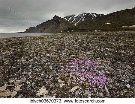 "Moss Campion or Cushion Pink (Silene acaulis), Spitsbergen Island, Svalbard Archipelago, Svalbard and Jan Mayen, Norway, Europe" View Large Photo Image Stock Image - "Moss Campion or Cushion Pink (Silene acaulis), Spitsbergen Island, Svalbard Archipelago, Svalbard and Jan Mayen, Norway, Europe". Fotosearch