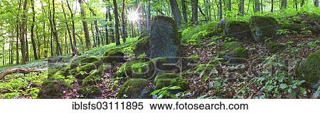 "Moss-covered basalt stones in a spring forest with the rising sun, Westerwald, Greifenstein, Lahn-Dill Kreis, Hesse, Germany, Europe" View Large Photo Image Stock Photography - "Moss-covered basalt stones in a spring forest with the rising sun, Westerwald, Greifenstein, Lahn-Dill Kreis, Hesse, Germany, Europe". Fotosearch