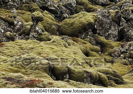 "Moss-covered lava fields, Blue Lagoon, Grindavik, Reykjanes, Iceland, Europe" View Large Photo Image Stock Photography - "Moss-covered lava fields, Blue Lagoon, Grindavik, Reykjanes, Iceland, Europe". Fotosearch