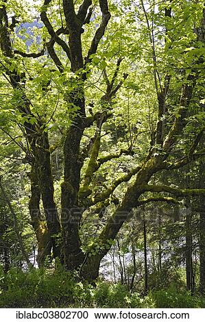 "Moss-covered Maple (Acer), near Hinterstein, Allgau, Bavaria, Germany, Europe" View Large Photo Image Stock Image - "Moss-covered Maple (Acer), near Hinterstein, Allgau, Bavaria, Germany, Europe". Fotosearch