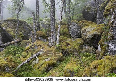 "Moss-covered rocks and birches along the hiking trail to Hardangervidda mountain plateau, Kinsarvik, Husedal-Tal, Hordaland, Western Norway, Norway, Europe" View Large Photo Image Stock Photo - "Moss-covered rocks and birches along the hiking trail to Hardangervidda mountain plateau, Kinsarvik, Husedal-Tal, Hordaland, Western Norway, Norway, Europe". Fotosearch