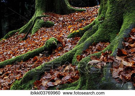 Stock Image - "Moss-covered roots, Mindelheim, Bavaria, Germany, Europe". Fotosearch