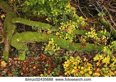 "Moss-covered tree branches in a forest, Enzenreuth, Franconian Switzerland, Middle Franconia, Bavaria, Germany, Europe" View Large Photo Image Stock Photo - "Moss-covered tree branches in a forest, Enzenreuth, Franconian Switzerland, Middle Franconia, Bavaria, Germany, Europe". Fotosearch