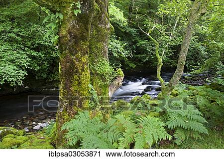 Stock Image - "Moss-covered tree in front of a stream, Lake District, England, United Kingdom, Europe". Fotosearch