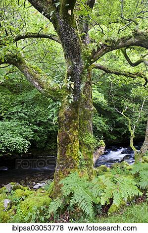"Moss-covered tree in front of a stream, Lake District, England, United Kingdom, Europe" View Large Photo Image Stock Photo - "Moss-covered tree in front of a stream, Lake District, England, United Kingdom, Europe". Fotosearch