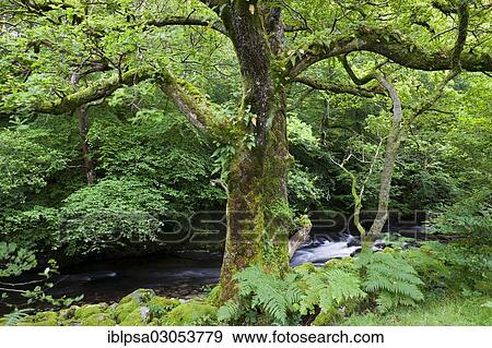 Stock Photo - "Moss-covered tree in front of a stream, Lake District, England, United Kingdom, Europe". Fotosearch