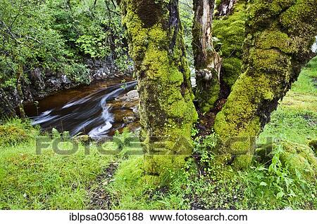 "Moss-covered tree in front of a stream, Glen Coe, Scotland, United Kingdom, Europe" View Large Photo Image Stock Photo - "Moss-covered tree in front of a stream, Glen Coe, Scotland, United Kingdom, Europe". Fotosearch