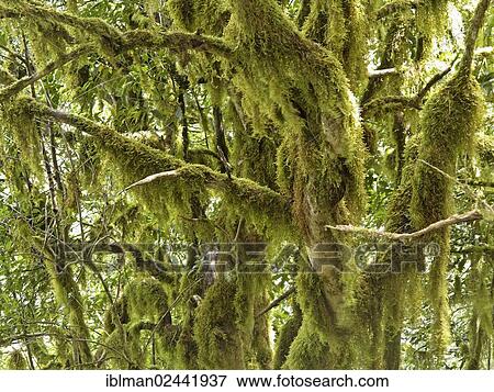 "Moss-covered trees, laurel forest, Garajonay National Park, Hermigua, La Gomera, Canary Islands, Spain, Europe" View Large Photo Image Stock Photo - "Moss-covered trees, laurel forest, Garajonay National Park, Hermigua, La Gomera, Canary Islands, Spain, Europe". Fotosearch