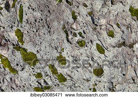 "Moss growing on volcanic rock on the slopes of the Mount Nyiragongo volcano, Goma, Nord-Kivu, Congo, Democratic Republic of the Congo, Africa" View Large Photo Image Stock Image - "Moss growing on volcanic rock on the slopes of the Mount Nyiragongo volcano, Goma, Nord-Kivu, Congo, Democratic Republic of the Congo, Africa". Fotosearch