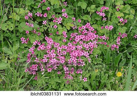 "Moss Phlox or Creeping Phlox (Phlox subulata), Provence, southern France, France, Europe" View Large Photo Image Stock Image - "Moss Phlox or Creeping Phlox (Phlox subulata), Provence, southern France, France, Europe". Fotosearch