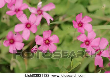 Stock Image - "Moss Phlox or Creeping Phlox (Phlox subulata), flowers, Provence, southern France, France, Europe". Fotosearch