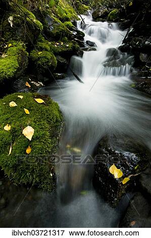 "Mossy creek, Alaska, USA" View Large Photo Image Stock Photo - "Mossy creek, Alaska, USA". Fotosearch