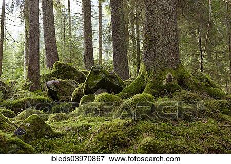 "Mossy forest floor, Radlgraben, Carinthia, Austria, Europe" View Large Photo Image Stock Photo - "Mossy forest floor, Radlgraben, Carinthia, Austria, Europe". Fotosearch