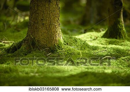 "Mossy forest floor with trunk base of a spruce (Picea abies), Starnberg, Gauting, Upper Bavaria, Bavaria, Germany, Europe" View Large Photo Image Stock Photo - "Mossy forest floor with trunk base of a spruce (Picea abies), Starnberg, Gauting, Upper Bavaria, Bavaria, Germany, Europe". Fotosearch